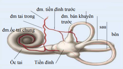 Cơ quan ốc tai và tiền đình