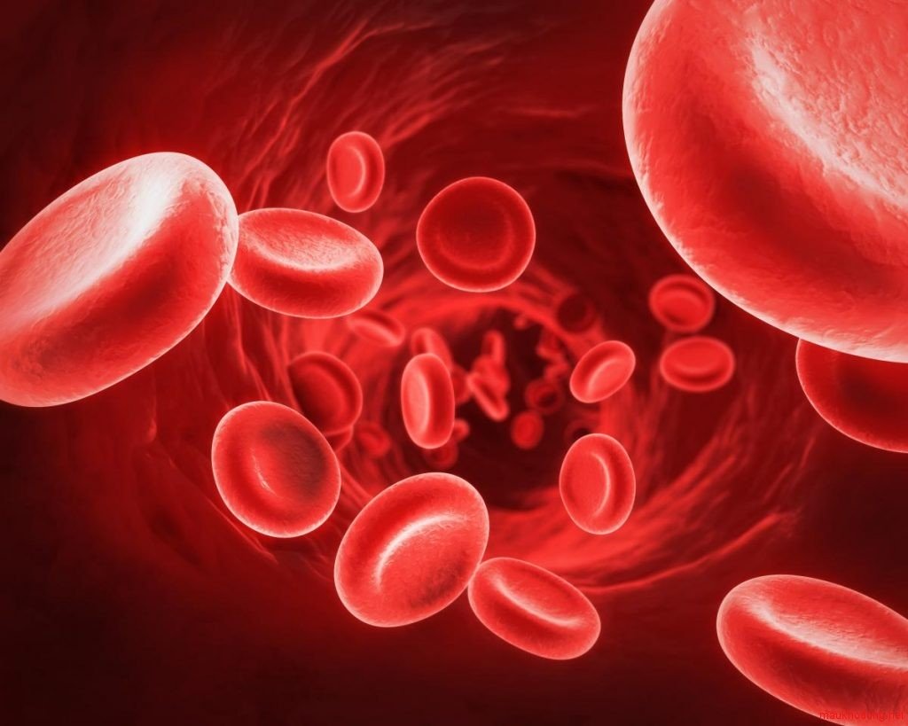 Hình ảnh tế bào máu bình thường