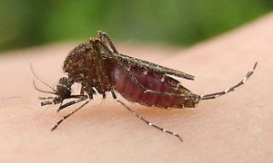 Muỗi truyền bệnh viêm não Nhật Bản 