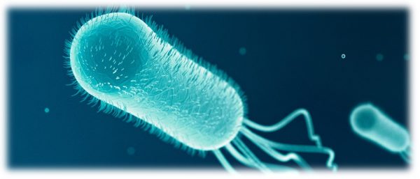 Vi khuẩn E. coli - một trong các tác nhân gây hại có thể xuất hiện trong nhà bếp