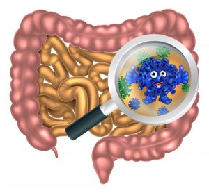 Vi khuẩn có lợi chiếm 85% hệ vi sinh vật đường ruột