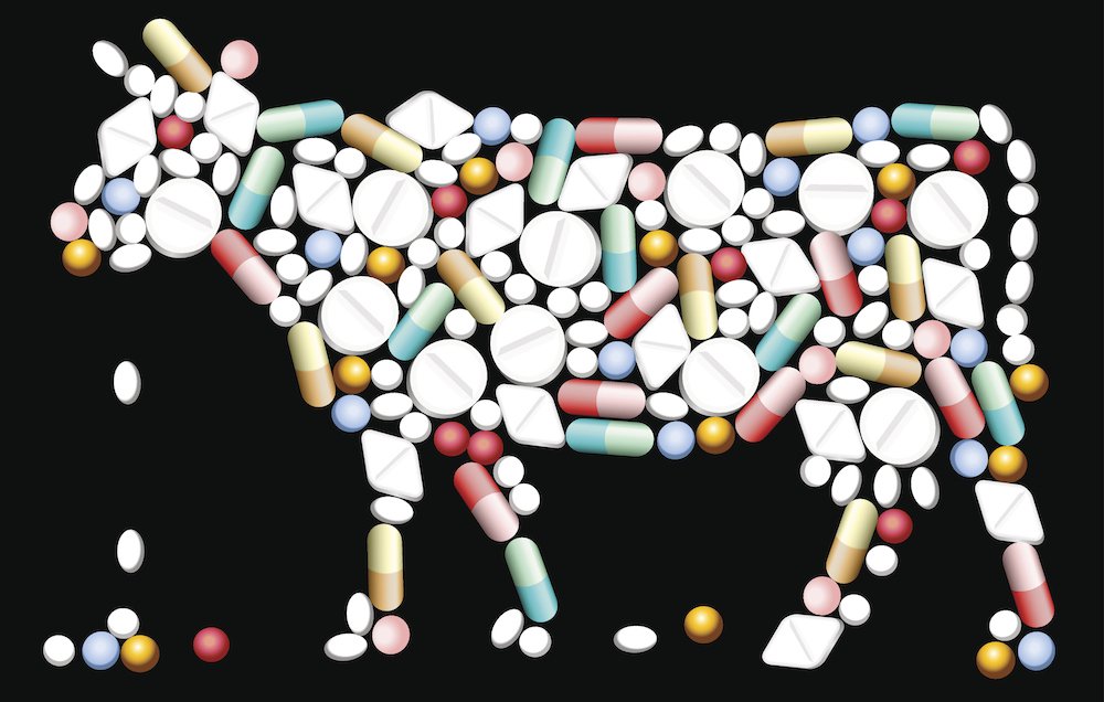 Sử dụng quá nhiều kháng sinh cho vật nuôi cũng làm gia tăng tình trạng kháng thuốc ở vi khuẩn