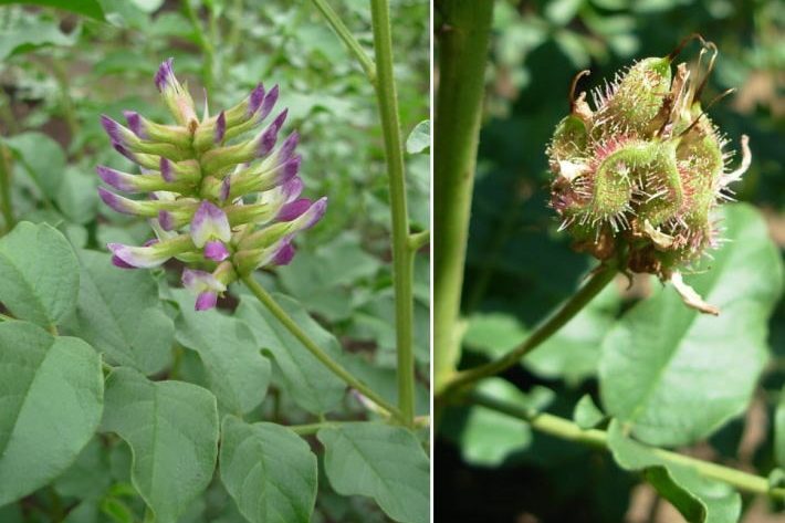 Hình ảnh hoa G. glabra L. và quả G. uralensis Fisher 