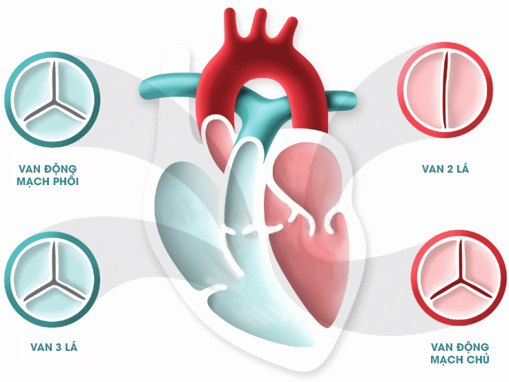 Tình trạng các van tim không đóng chặt được gọi là hở van tim