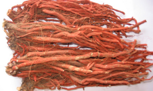 Rễ Đan sâm là bộ phận thường được dùng làm thuốc