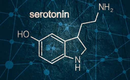 Serotonin là hợp chất tham gia vào quá trình sản xuất hormone gây ngủ melatonin
