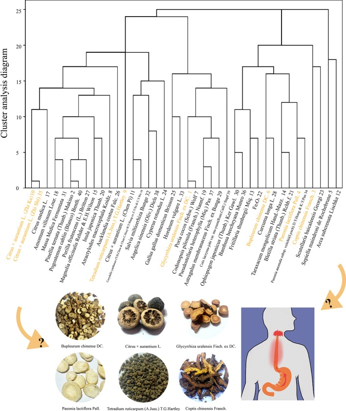 Bài thuốc Sini Zuojin Decoction từ thảo dược 